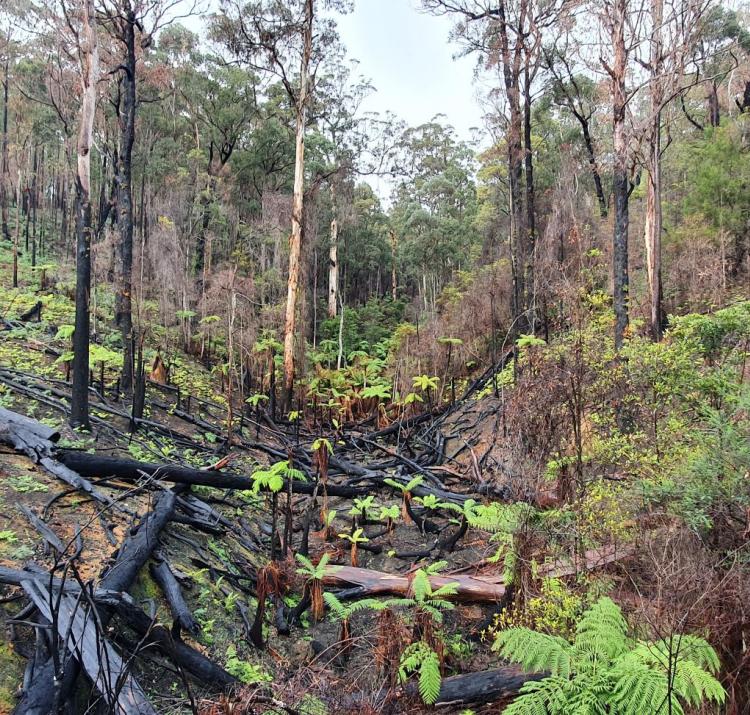 The CRC is conducting important post-fire research with donated funds. Photo: Dr John Bates, Bushfire and Natural Hazards CRC
