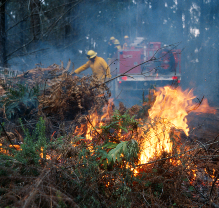 New bushfire and ecology research is taking place. Photo: CFA