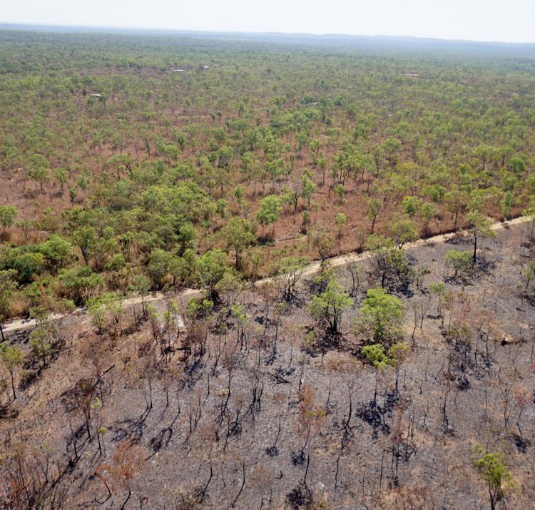 Gamba grass has become a major fire risk in the NT. Photo: T Neale.
