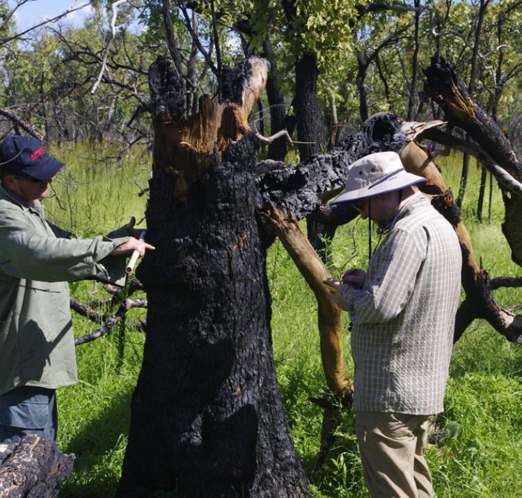 Dr Andrew Edwards (left) measures the diameter of a tree killed by the fire, while Grigorijs Goldbergs (right) records the data. 