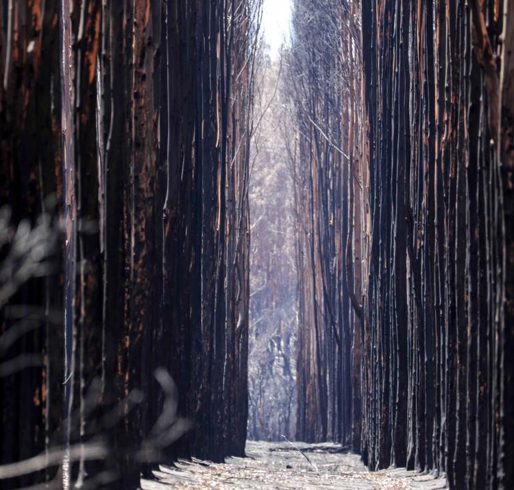 Bushfires have complex impacts on the economy, including effects on forestry. Photo: SA SES