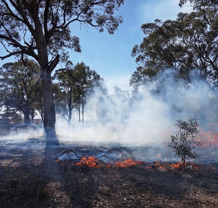 Encouraging sign: a djandak wi (“healthy fire”) burn on Dja Dja Wurrung Country, Victoria, in April 2018. Photo: Timothy Neale