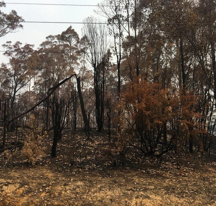 NSW 2019/20 fire damage. Photo: NSW SES