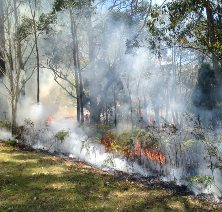 Measuring the intangible benefits of prescribed burning is assisting agencies to better measure the impacts on ecosystems and peoples lives. Photo: Veronique Florec. 
