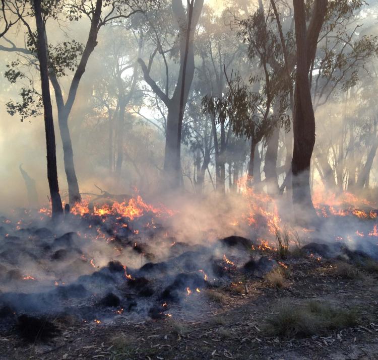 A prescribed burn in St Andrews, Victoria. Photo: Karin Reinke