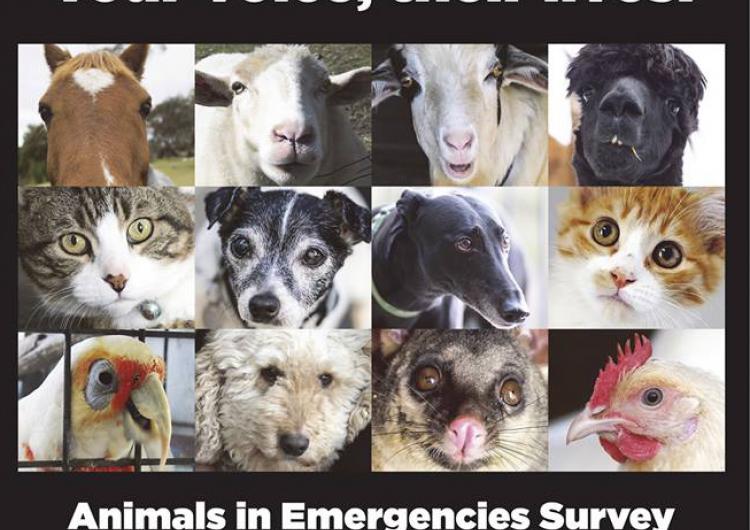 Survey for preparedness for animals in emergencies