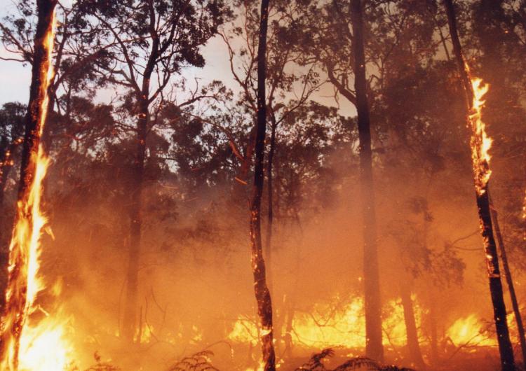 Forest fire in Victoria. Photo: CFA.