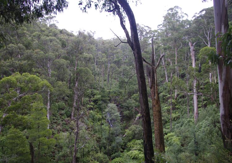 Forest canopy in the Kinglake ranges. Photo credit: BNHCRC.