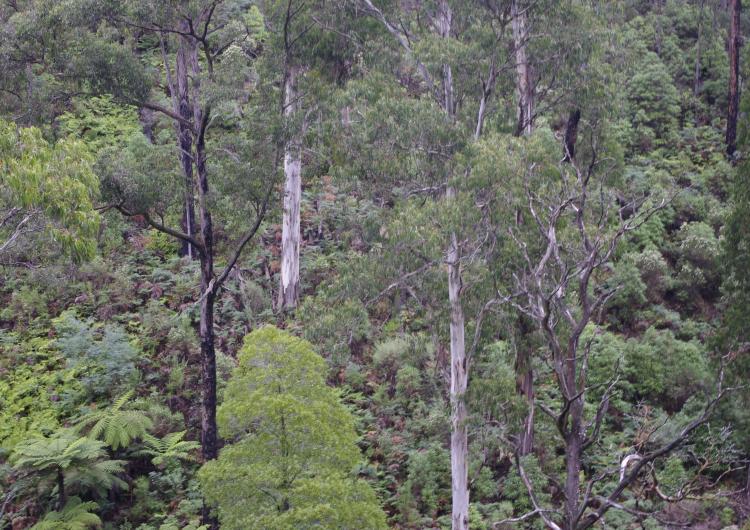 Forest in the Kinglake Ranges.