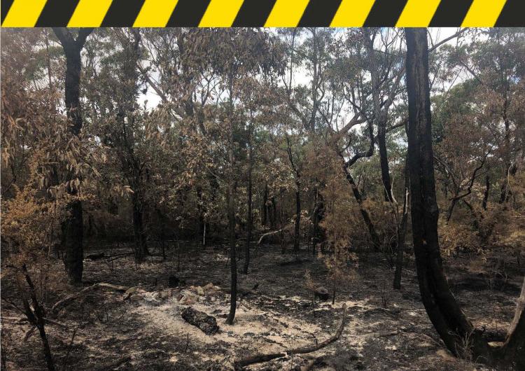 Range of residues (char and ash) remaining after prescribed burning in the Blue Mountains. Photo: Danica Parnell.