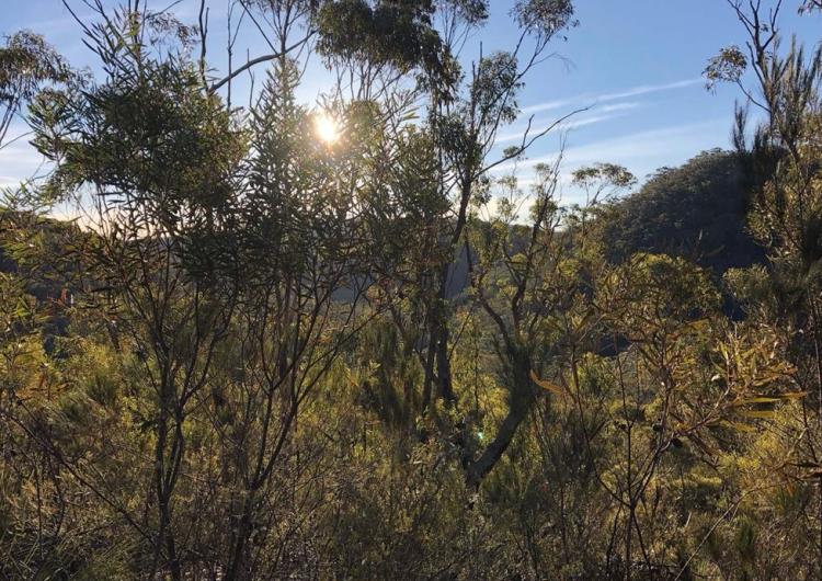 Typical vegetation in the Nattai National Park, New South Wales. Photo: Veronica Quintanilla-Berjon.