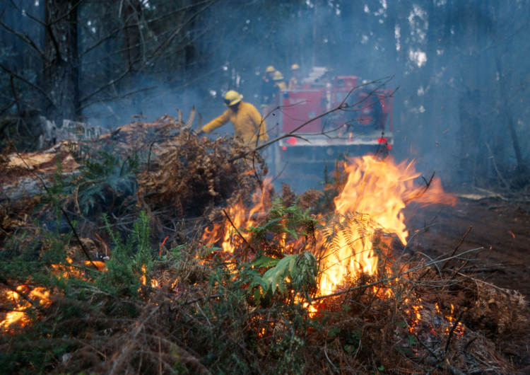New bushfire and ecology research is taking place. Photo: CFA