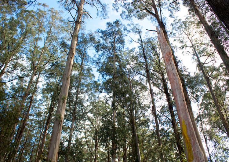 Eucalyptus regnans native to southeastern Australia. Photo: Rexness Flickr (CC BY-SA 2.0)