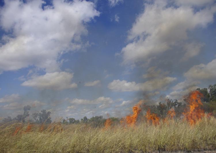 Prescribed burn of an area infested by Gamba grass near Darwin.
