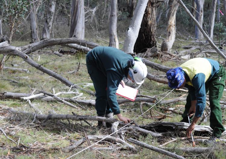 Bethany and Dean from ACT Parks and Conservation Service measuring coarse woody debris before the burn, in the Cotter Catchment, ACT.