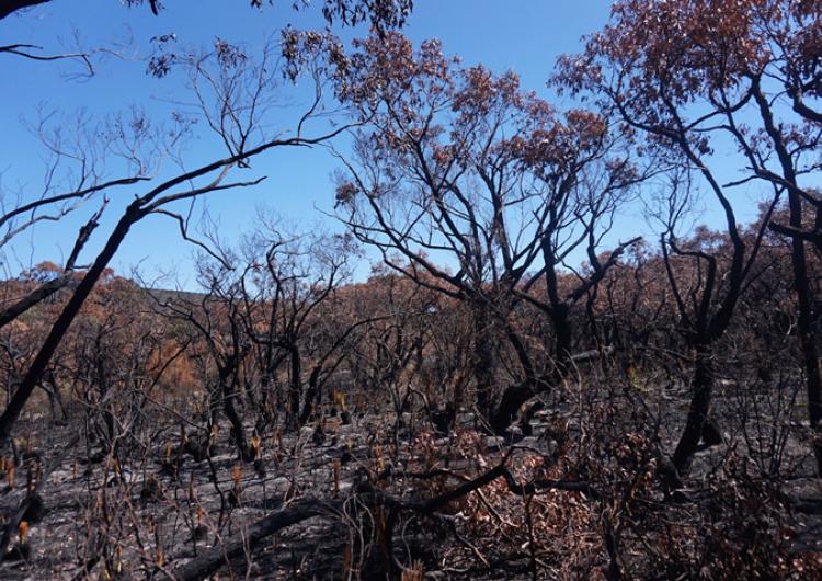 Bush at Moggs Creek in the Otways after a burn. Photo by Timothy Neale.