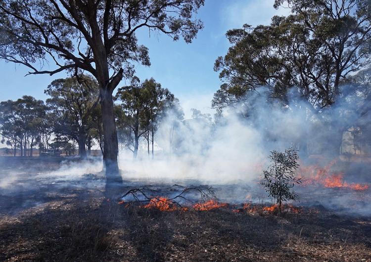 Encouraging sign: a djandak wi (“healthy fire”) burn on Dja Dja Wurrung Country, Victoria, in April 2018. Photo: Timothy Neale
