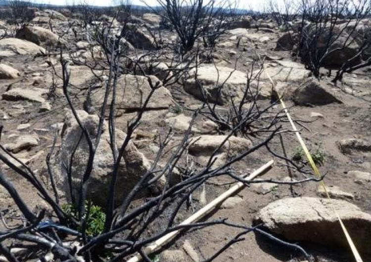 Burnt transect with resprouting Orites revoluta. Photo: Judy Foulkes