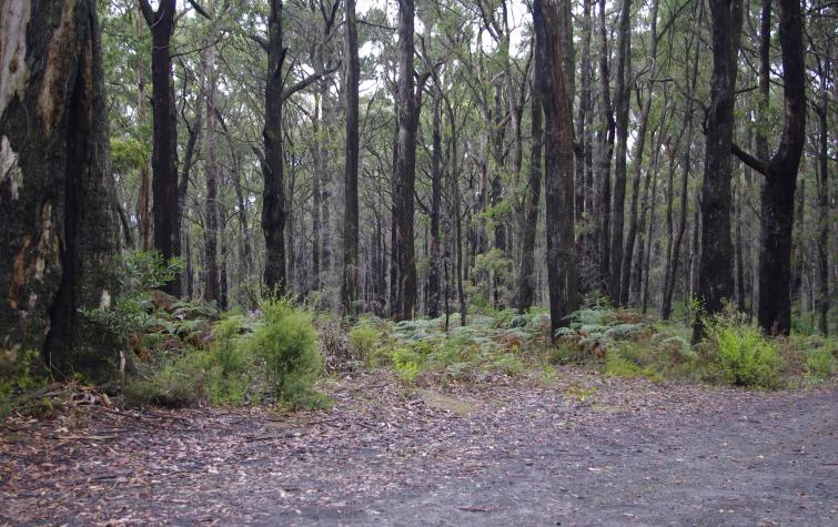 Forests in the Kinglake Ranges.