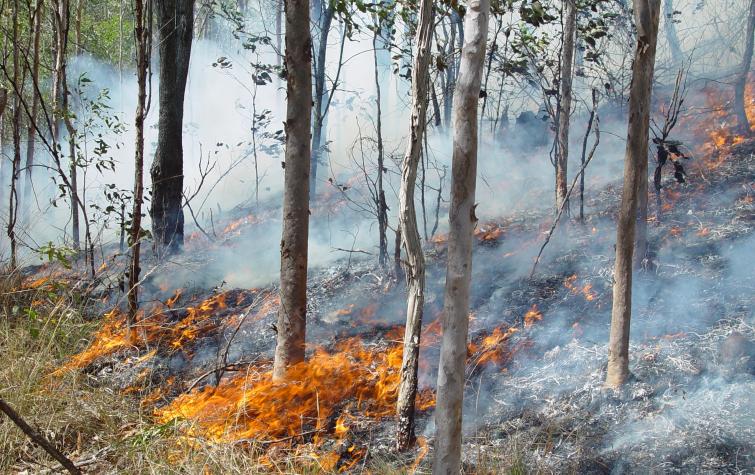 Fire in open woodland. Photo credit: QFES.
