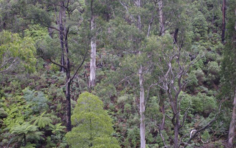 Forest in the Kinglake Ranges.