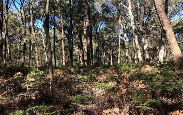 Dense understorey and thick litter layer in forested site in Wombat State Forest. Photo: Danica Parnell