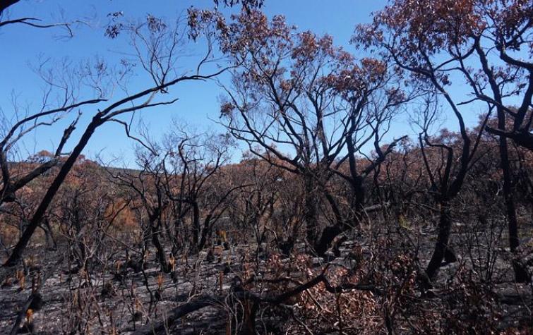 Bush at Moggs Creek in the Otways after a burn. Photo by Timothy Neale.