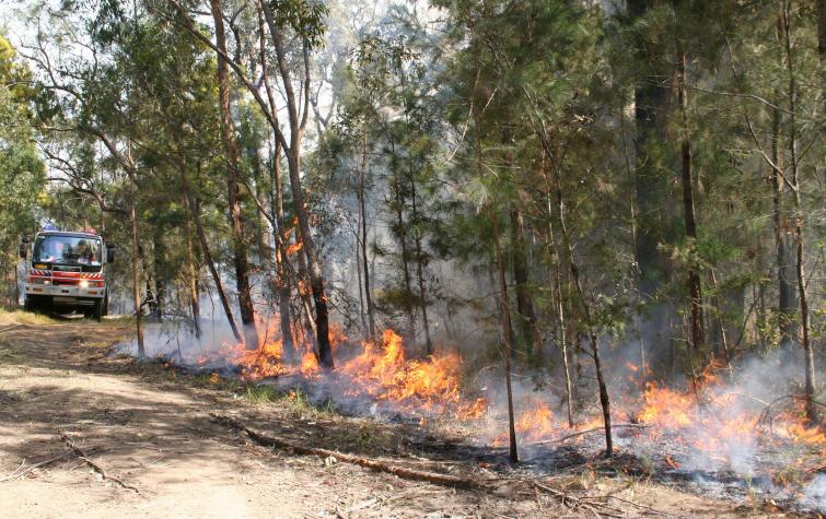 Low intensity burn in forest. Photo credit: NSW RFS. 
