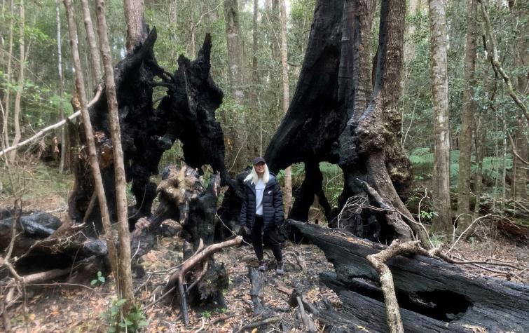 Burnt and collapsed veteran Nothofagus moorei tree Werrikimbe National Park northern NSW September 2020 with field team member Irene Xiao (tree was burnt on November 9th 2019). Source: Ross Peacock 