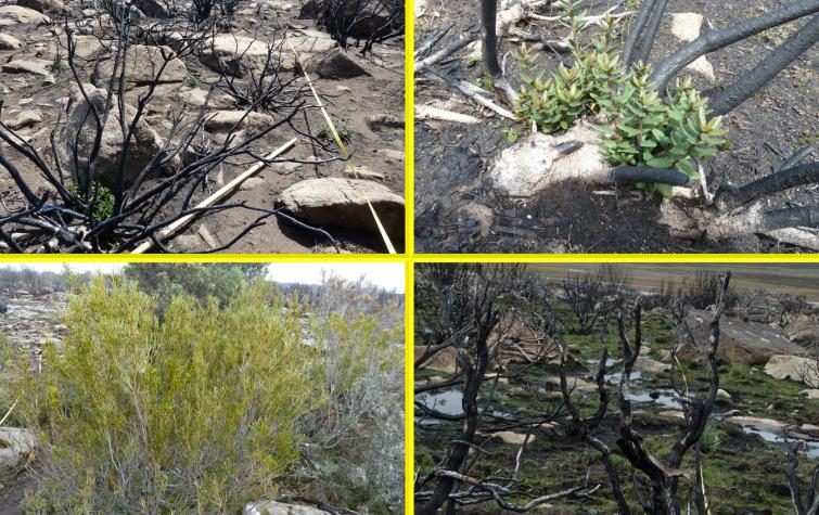 Clockwise from top left) Burnt transect with resprouting Orites revoluta; resprouting Orites revoluta; unburntOrites acicularis; burnt transect, mixed species. Photo: Judy Foulkes.