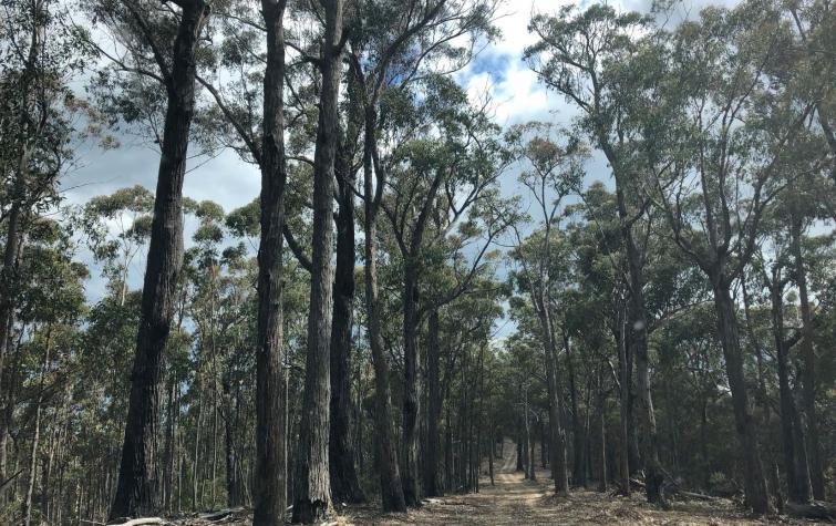 Fire trail allowing access to field sites in the Blue Mountains. Photo: Danica Parnell