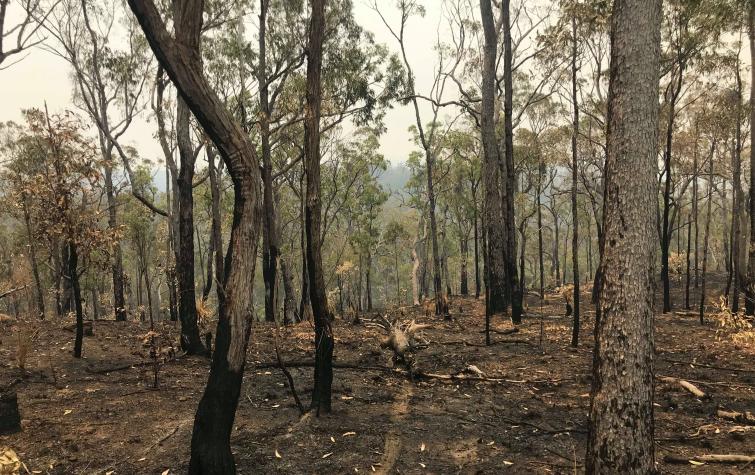 Post 2019 Banyabba bushfires. Photo: Lukas Gibb