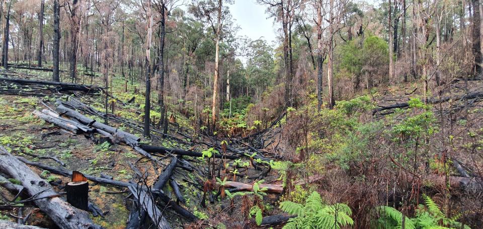 The CRC is conducting important post-fire research with donated funds. Photo: Dr John Bates, Bushfire and Natural Hazards CRC