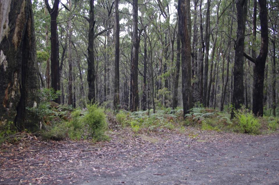 Forests in the Kinglake Ranges.