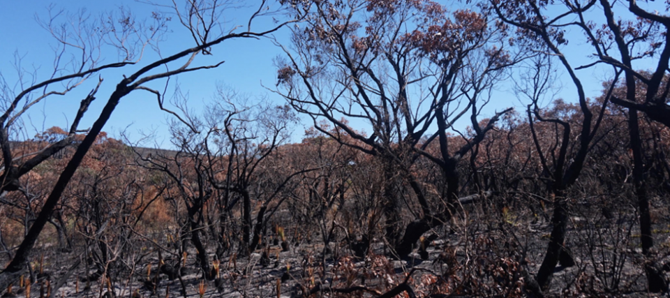 An area recently treated with prescribed burning at Moggs Creek, Surf Coast, Victoria. Photo: Tim Neale