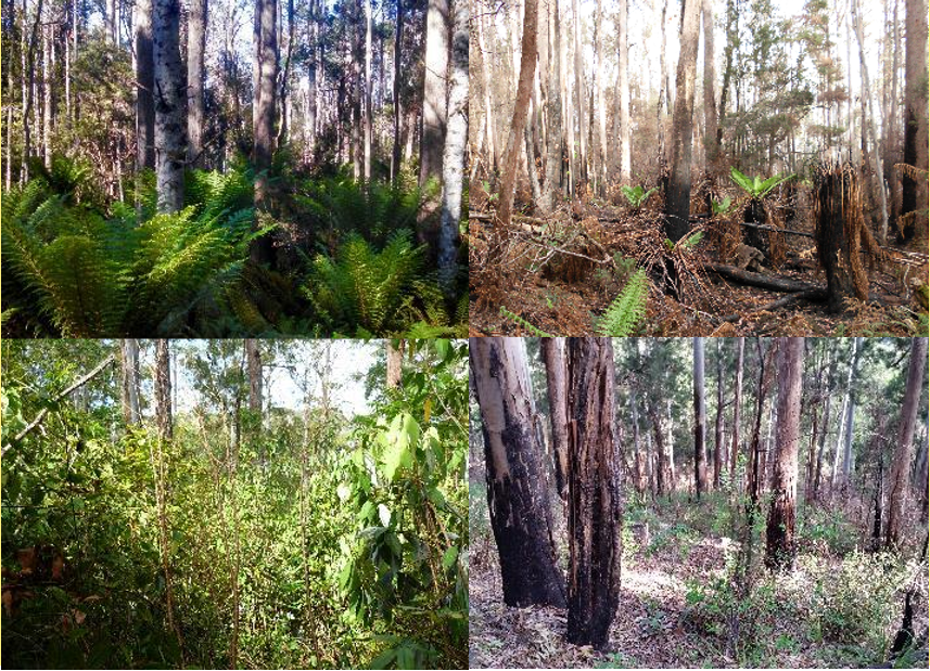McKenzie and Lamb Range Ausplots in Tasmania before and after the fires. Photos: James Furlaud and Elinor Ebsworth. 