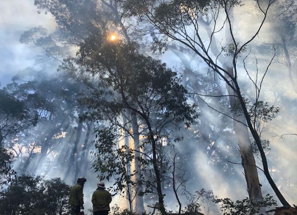 Prescribed burning at a field site sampled in 2019 in NSW. Photo: D. Parnell.