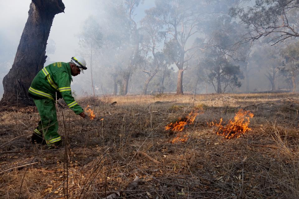Mick Bourke, a Dja Dja Wurrung man and district planner at Forest Fire Management Victoria, practicing djandak wi (healthy fire). Photo: Timothy Neale. 