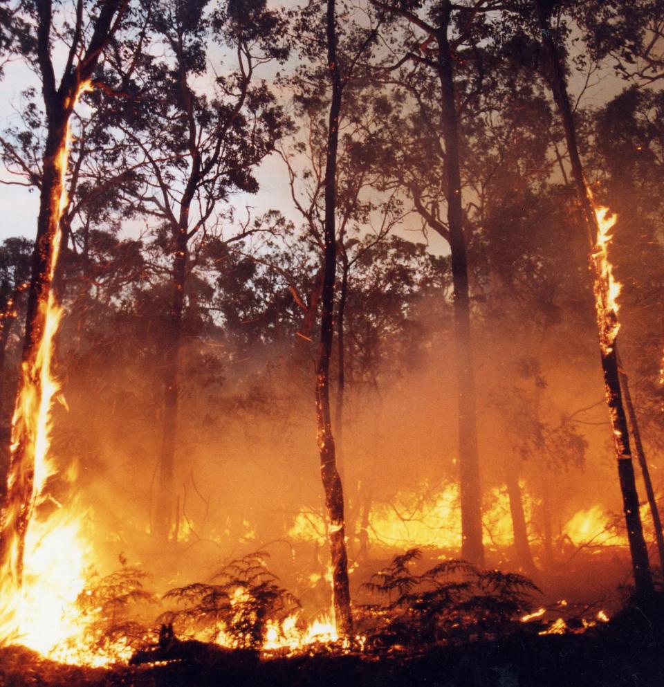 Forrest fire in bushland near Ballarat Victoria. Photo: DSE.