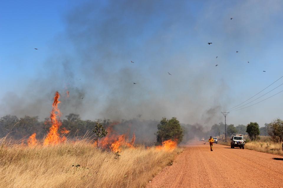 Birds flying over a prescribed burn down Kentish Rd in the Northern Territory. Photo: Tina Holt.