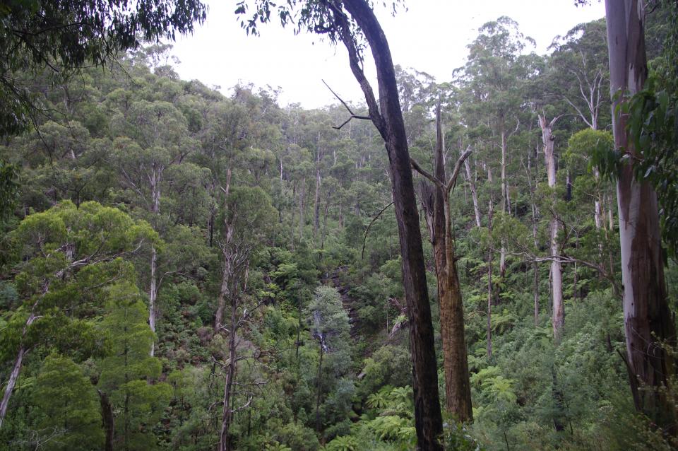 Forest canopy in the Kinglake ranges. Photo credit: BNHCRC.