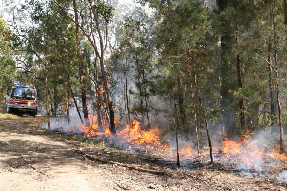 Low intensity burn in forest. Photo credit: NSW RFS. 