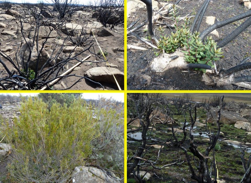 Clockwise from top left) Burnt transect with resprouting Orites revoluta; resprouting Orites revoluta; unburntOrites acicularis; burnt transect, mixed species. Photo: Judy Foulkes.