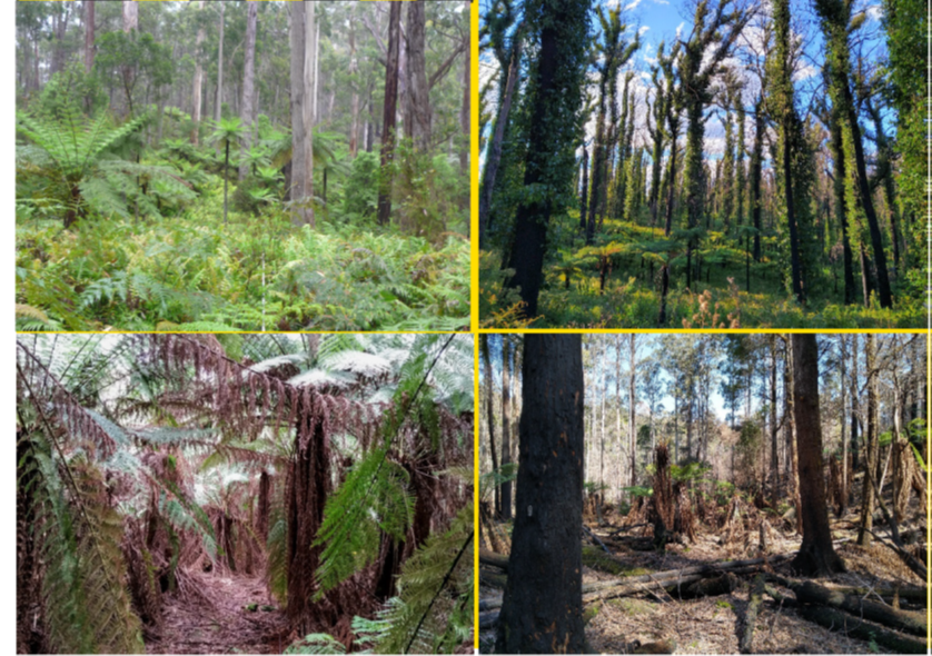 Candelo and Weld Ausplots before and after their respective fires. Source: James Furlaud 