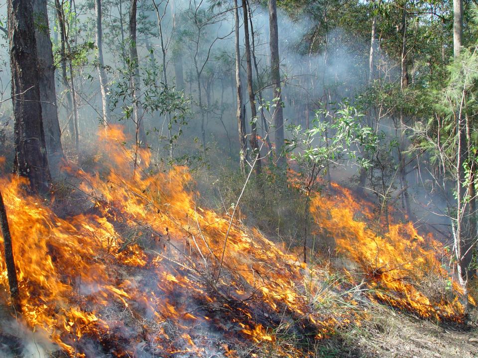Fire spreading through understory in Queensland bushland. Photo: QRFS.