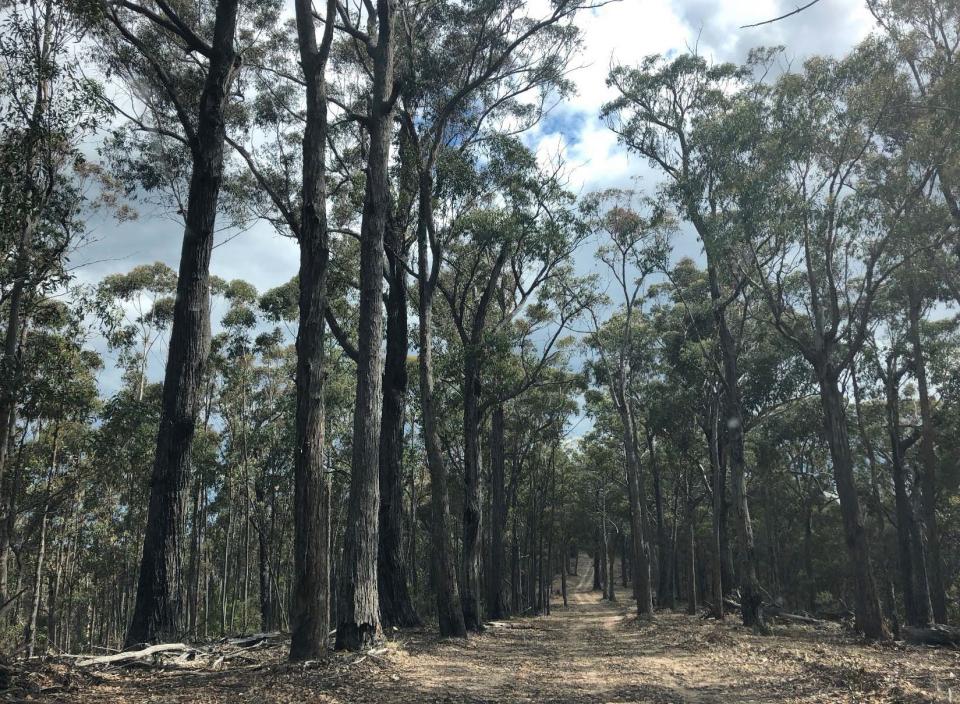 Fire trail allowing access to field sites in the Blue Mountains. Photo: Danica Parnell