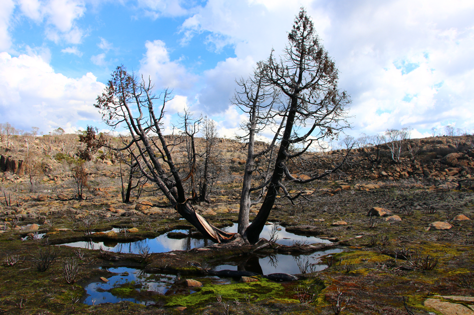 Burnt Pencil Pine near Lake Mackenzie, Tasmania. Photo: Aimee Bliss 