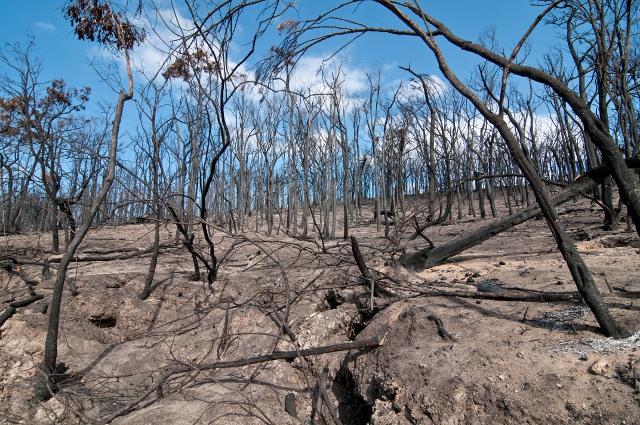 Fire and its impact on water, air and land will be the focus of the next Bushfire CRC Research To Drive Change online forum this Friday 29 August