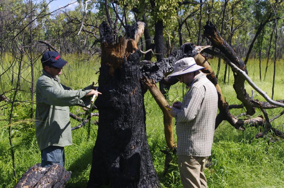 Dr Andrew Edwards (left) measures the diameter of a tree killed by the fire, while Grigorijs Goldbergs (right) records the data. 