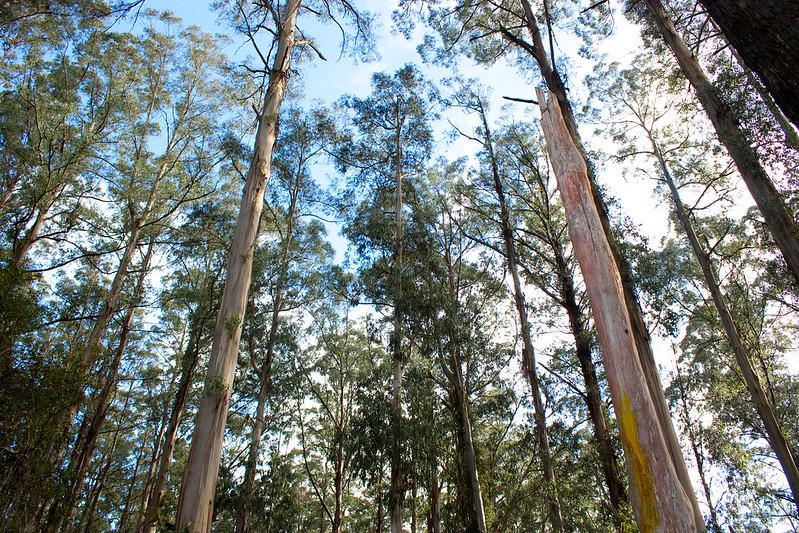 Eucalyptus regnans native to southeastern Australia. Photo: Rexness Flickr (CC BY-SA 2.0)